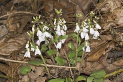 Purple Cress, Cardamine douglassii