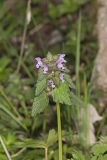 Purple Deadnettle, Lamium purpureum