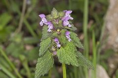Purple Deadnettle