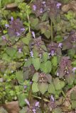 Purple Deadnettle, Lamium purpureum