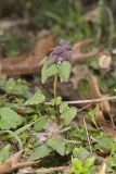 Purple Deadnettle, Lamium purpureum