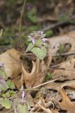 Purple Deadnettle, Lamium purpureum