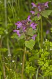 Purple Deadnettle, Lamium purpureum