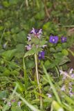 Purple Deadnettle, Lamium purpureum