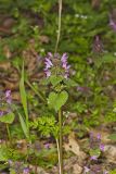 Purple Deadnettle, Lamium purpureum