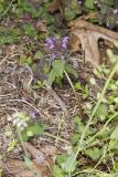 Purple Deadnettle, Lamium purpureum