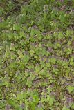 Purple Deadnettle, Lamium purpureum