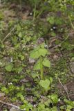 Purple Deadnettle, Lamium purpureum