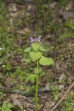 Purple Deadnettle, Lamium purpureum