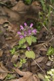 Purple Deadnettle, Lamium purpureum
