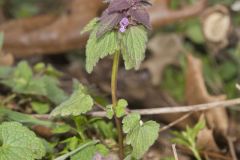 Purple Deadnettle, Lamium purpureum