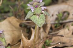 Purple Deadnettle, Lamium purpureum