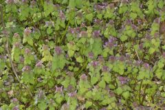 Purple Deadnettle, Lamium purpureum