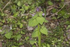 Purple Deadnettle, Lamium purpureum