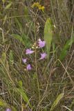 Purple False Foxglove, Agalinis purpurea