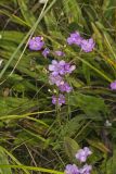 Purple False Foxglove, Agalinis purpurea