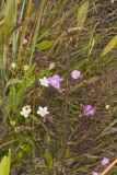 Purple False Foxglove, Agalinis purpurea