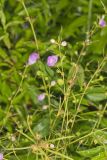 Purple False Foxglove, Agalinis purpurea