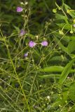 Purple False Foxglove, Agalinis purpurea