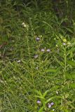 Purple False Foxglove, Agalinis purpurea