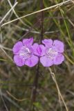 Purple False Foxglove, Agalinis purpurea