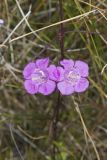 Purple False Foxglove, Agalinis purpurea