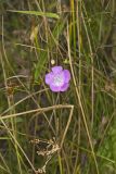 Purple False Foxglove, Agalinis purpurea