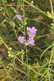Purple False Foxglove, Agalinis purpurea