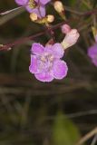 Purple False Foxglove, Agalinis purpurea