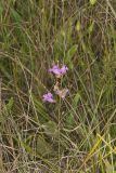 Purple False Foxglove, Agalinis purpurea