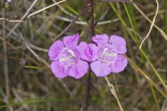 Purple False Foxglove
