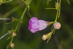 Purple False Foxglove, Agalinis purpurea