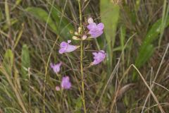 Purple False Foxglove, Agalinis purpurea Purple False Foxglove, Agalinis purpurea