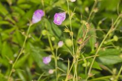 Purple False Foxglove, Agalinis purpurea