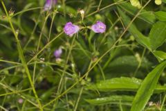 Purple False Foxglove, Agalinis purpurea Purple False Foxglove, Agalinis purpurea