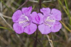 Purple False Foxglove, Agalinis purpurea