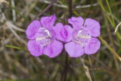 Purple False Foxglove, Agalinis purpurea Purple False Foxglove, Agalinis purpurea