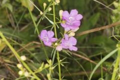 Purple False Foxglove, Agalinis purpurea Purple False Foxglove, Agalinis purpurea