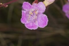 Purple False Foxglove, Agalinis purpurea Purple False Foxglove, Agalinis purpurea