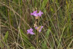 Purple False Foxglove, Agalinis purpurea