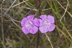 Purple False Foxglove, Agalinis purpurea Purple False Foxglove, Agalinis purpurea
