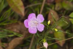 Purple False Foxglove, Agalinis purpurea Purple False Foxglove, Agalinis purpurea