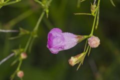 Purple False Foxglove, Agalinis purpurea Purple False Foxglove, Agalinis purpurea