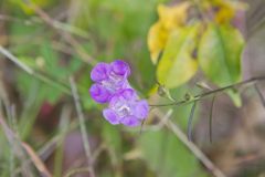 Purple False Foxglove, Agalinis purpurea