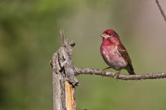 Purple Finch, Carpodacus purpureus