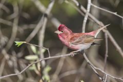 Purple Finch, Carpodacus purpureus