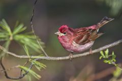 Purple Finch, Carpodacus purpureus