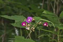 Purple-flowering Raspberry