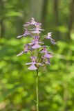 Purple Fringeless Orchid, Platanthera peramoena