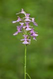 Purple Fringeless Orchid, Platanthera peramoena